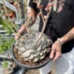 Echevéria (Echeveria) ´POLLUX´ - výška 20-30 cm, Ø 20-30 cm, kont. C12L 